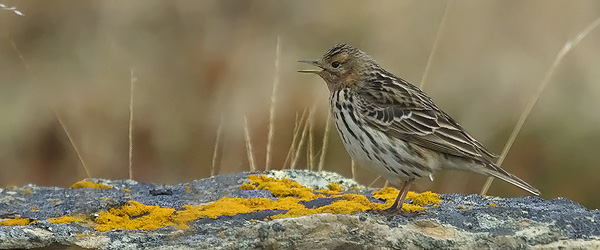 Lapinkirvinen, Red-throated Pipit, Anthus cervinus